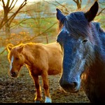 Tesi di Master di Ludovica Minin – Riabilitazione Equestre: una solida tecnica nell’ambito della disabilità psichica
